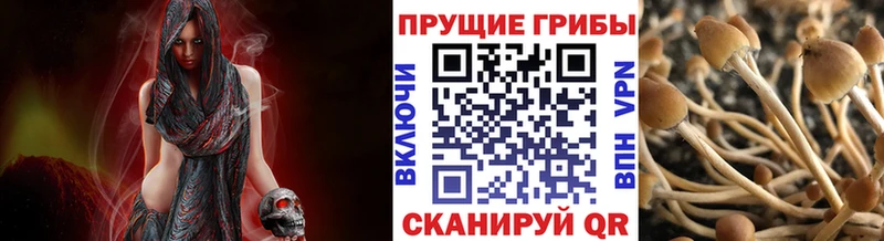 Галлюциногенные грибы Magic Shrooms  Купить  Фокино 